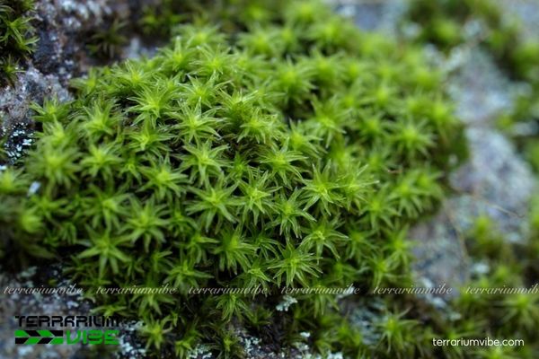 Rêu Suna Nhật Bản 3 Thích hợp thiết kế rêu Suna trong các mô hình hồ cạn