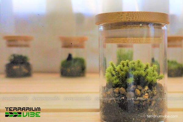 Rêu Suna Nhật Bản 4 Điều kiện cơ bản và cách chăm sóc đơn giản của Suna Nhật Bản