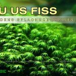 Rêu Us Fiss