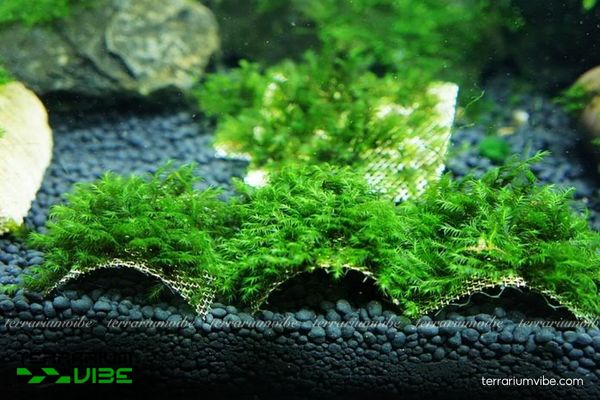 Rêu Us Fiss 4 Các yếu tố cần thiết giúp cây tốt khi thiết kế bình terrarium