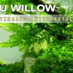 Rêu Willow