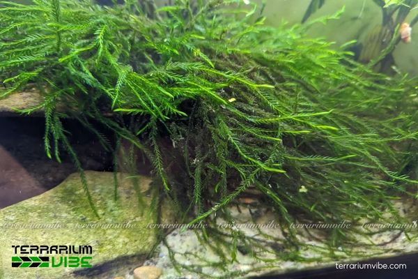 Rêu Willow 3 Khả năng thích nghi của rêu Willow trong mô hình terrarium