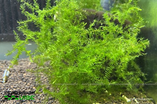 Rêu Willow 4 Các yếu tố cần thiết để chăm sóc cây tốt trong làm tiểu cảnh