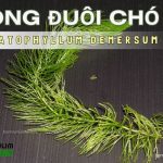 Rong đuôi chó