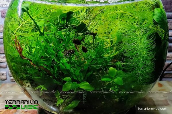 Rong đuôi chó 4 Điều kiện cần thiết để chăm sóc rong Đuôi Chó tốt nhất