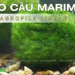 Tảo cầu marimo