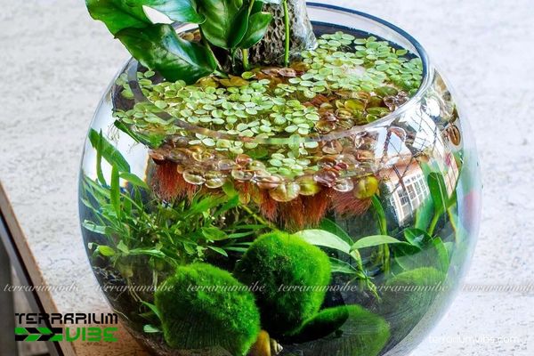 Tảo cầu marimo 3 Tảo cầu Marimo phù hợp với loại terrarium mở, bán mở và kín