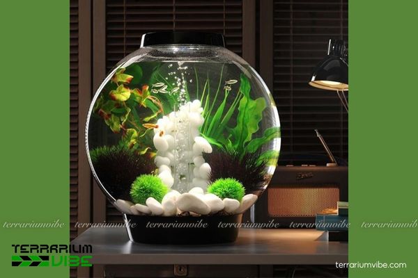 Tảo cầu marimo 4 Điều kiện cần thiết để chăm sóc tảo cầu Marimo khi làm tiểu cảnh