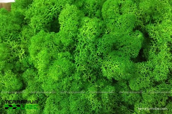 Rêu Tuần Lộc 1 Tìm hiểu đặc tính sinh trưởng của rêu Tuần Lộc