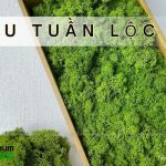Rêu Tuần Lộc