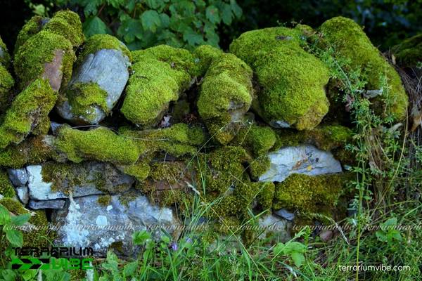 Rêu tường 3 Đặc tính sinh trưởng của rêu trong môi trường hồ cạn