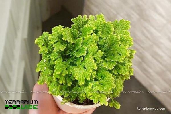 Rêu Uyển Bá 1 Tìm hiểu đặc điểm sinh học của rêu Uyến Bá