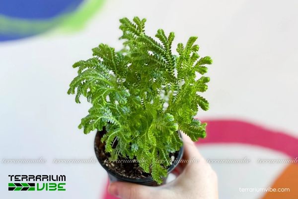 Rêu Uyển Bá 3 Đặc điểm về khả năng thích nghi của rêu tiên