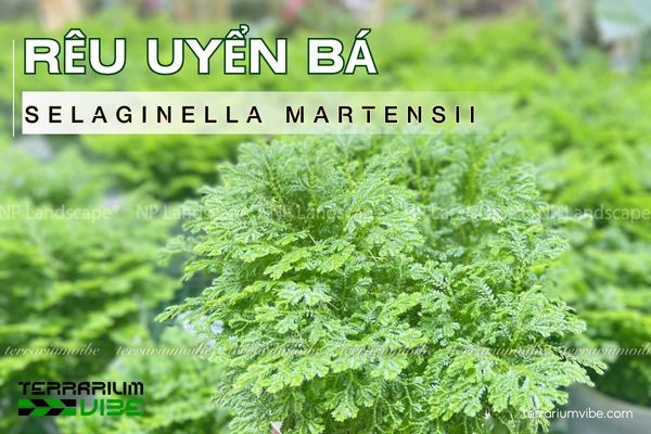 reu-uyen-ba Rêu Uyển Bá