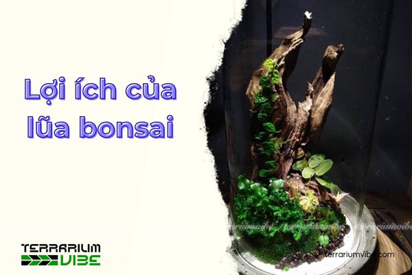 Lũa bonsai là gì? Thông tin tổng quan về cây lũa bonsai 2 Lợi ích của lũa bonsai trong làm tiểu cảnh terrarium