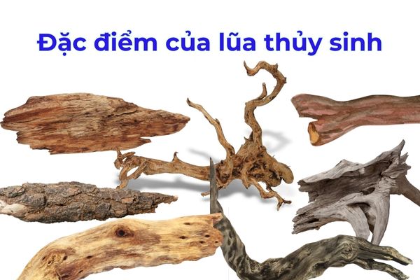 Tìm hiểu về đặc điểm cấu tại của gỗ lũa thủy sinh