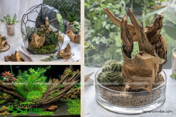 Công dụng tuyệt vời của lũa thủy sinh trong tiểu cảnh terrarium