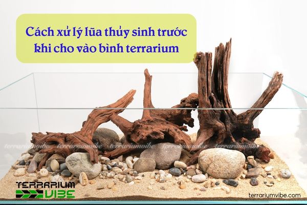 Gỗ lũa thủy sinh phù hợp trong các mô hình tiểu cảnh terrarium