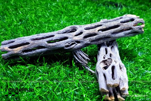 Lũa Cholla 1 Tìm hiểu về lũa Cholla