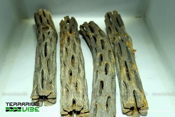 Lũa Cholla 2 Nguồn gốc và điều kiện hình thành của lũa cholla