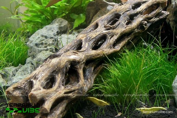 Lũa Cholla 3 Điểm đặc trưng của lũa trong terrarium