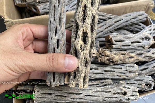 Lũa Cholla 4 Cách xử lý và chăm sóc lũa trong làm tiểu cảnh terrarium