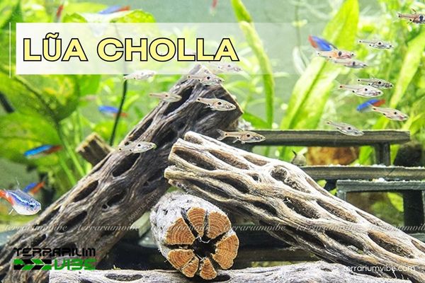 lũa cholla Lũa Cholla