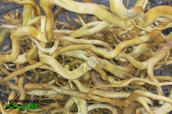 Lũa Đỗ Quyên 1 Giới thiệu sơ lược về lũa Đỗ Quyên