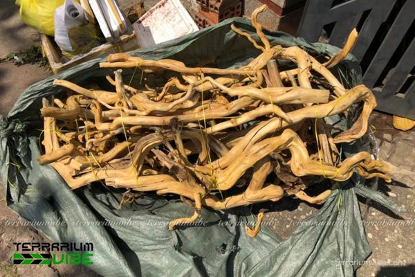 Lũa Đỗ Quyên 2 Sự xuất hiện của lũa Đỗ Quyên trong tự nhiên