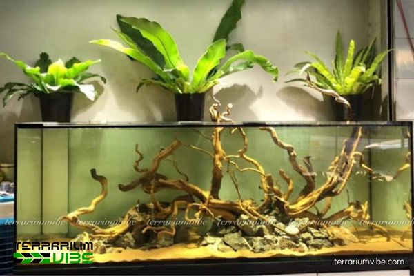 Lũa Đỗ Quyên 4 Cách chăm sóc cơ bản lũa Đỗ Quyên trong terrarium