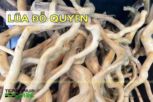 lua-do-quyen Lũa Đỗ Quyên