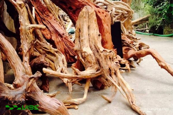 Lũa Linh Sam 1 Tìm hiểu về lũa Linh Sam là gì?