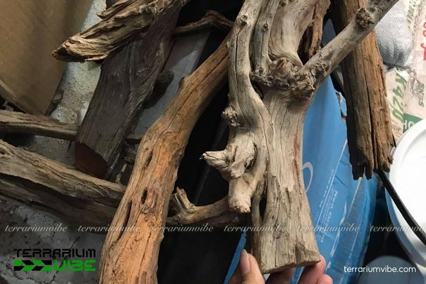 Lũa Linh Sam 2 Nguồn gốc xuất hiện của lũa Linh Sam