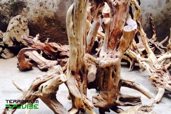 Lũa Linh Sam 3 Đặc tính của gỗ lũa Linh Sam trong làm tiểu cảnh terrarium