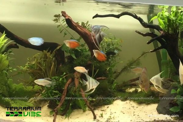 Lũa Linh Sam 4 Hướng dẫn cơ bản cách chăm sóc cây lũa