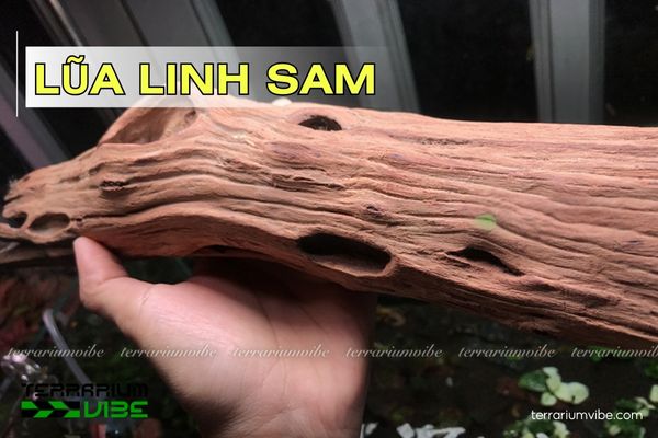lua-linh-sam Lũa Linh Sam
