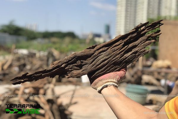 Lũa San Đá 1 Tìm hiểu thông tin về lũa San Đá