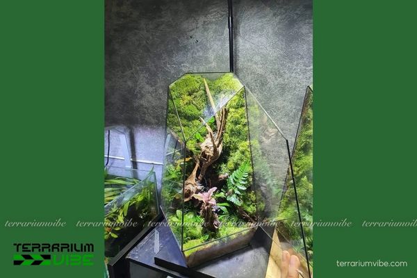 Lũa San Đá 3 Những điểm đặc trưng của gỗ lũa San Đá trong terrarium