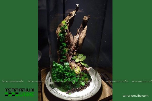 Lũa San Đá 4 Cách xử lí và chăm sóc lũa San Đá trong terrarium