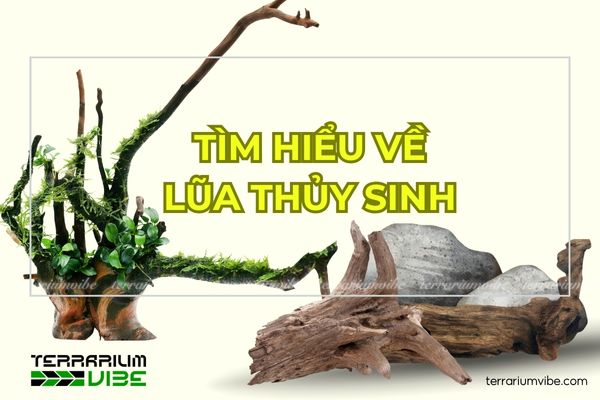 Khái niệm và lịch sử hình thành của lũa thủy sinh