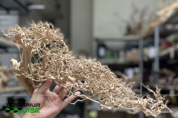 Lũa xương chùm 1 Tìm hiểu về lũa xương chùm