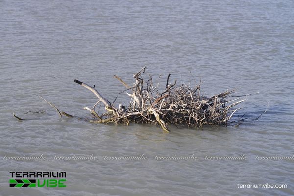 Lũa xương chùm 2 Nguồn gốc hình thành nên lũa xương chùm