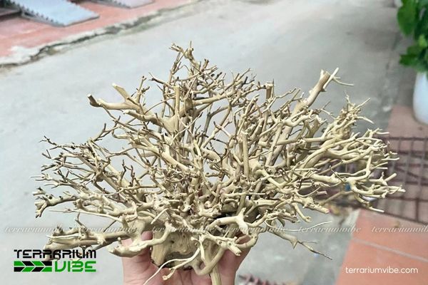 Lũa xương chùm 3 Lũa xương chùm rất thích hợp trong thiết kế đa dạng kiểu terrarium