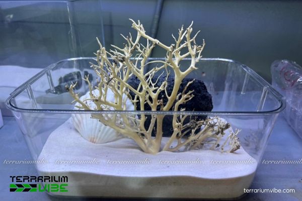 Lũa xương chùm 4 Điểm đặc biệt của lũa xương chùm trong làm tiểu cảnh