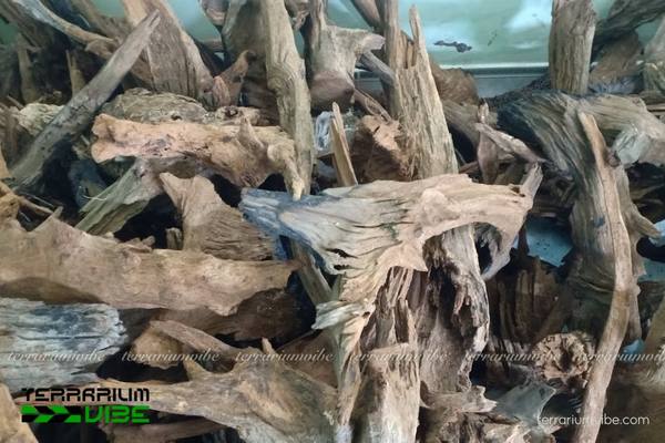 Lũa Căm Xe 1 Tìm hiểu về lũa Căm Xe là gì?