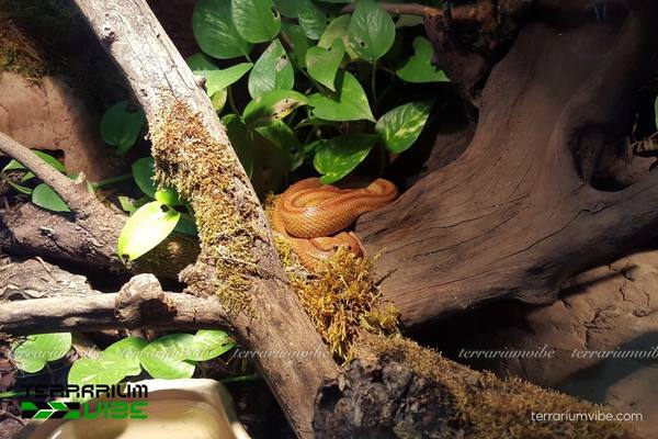 Lũa Căm Xe 4 Hướng dẫn cách chăm sóc lũa Căm Xe trong làm tiểu cảnh