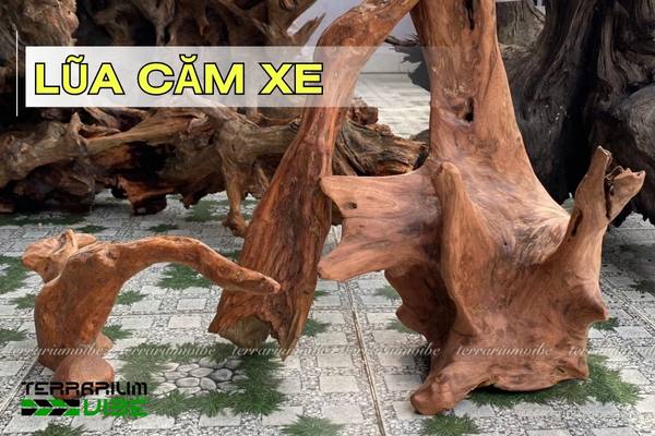 lua-cam-xe Lũa Căm Xe