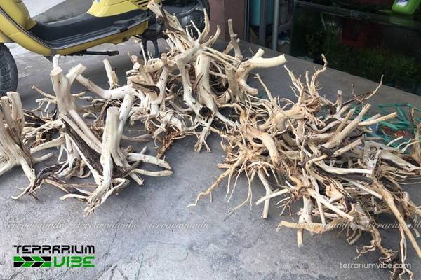 Lũa Hải Sơn Qùy 2 Nguồn gốc hình thành lũa Hải Sơn Qùy