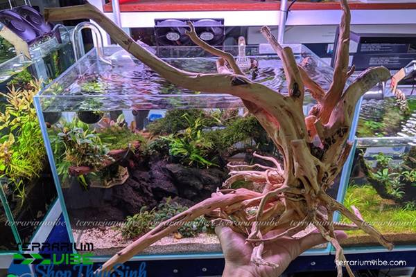 Lũa Hải Sơn Qùy 4 Cách chăm sóc lũa Hải Sơn Qùy trong hồ bán cạn