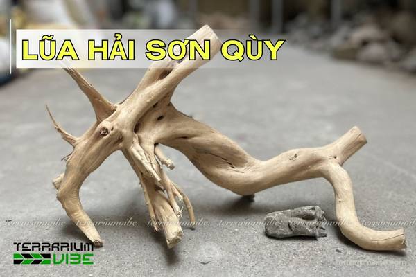 lũa hải sơn quỳ Lũa Hải Sơn Qùy